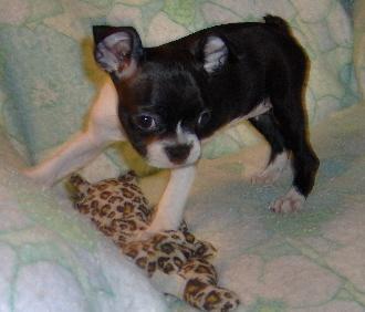 Boston Terrier Puppies for Sale